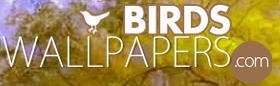 Background images from https://www.birds-wallpapers.com